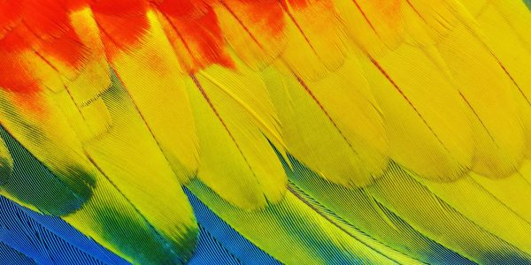 Colourful parrot feathers