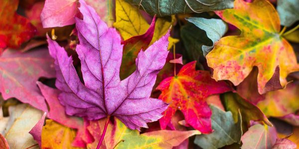 Colourful Autumn leaves